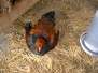  Poule